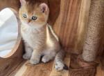 Gold British Shorthair Female Kitten - British Shorthair Kitten For Sale - Auburn, WA, US