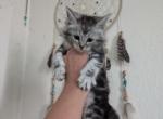 Litter of ten - Maine Coon Kitten For Sale - 