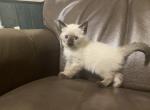 Lily - Siamese Kitten For Sale - McLean, VA, US