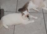 Kitty Villegas cattery - Ragdoll Kitten For Sale - 