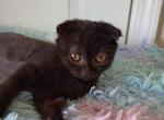 A Pair of Scottish Fold Kittens - Scottish Fold Kitten For Sale - 