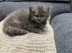 Maine Coon Baby - Maine Coon Kitten For Sale - 