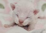Islas - Devon Rex Kitten For Sale - Williamsburg, VA, US