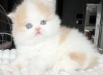 Prettyfold - Scottish Fold Kitten For Sale - Staten Island, NY, US