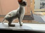 Lolic - Devon Rex Kitten For Sale - Brooklyn, NY, US