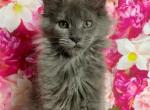 Blue Smoke Female - Maine Coon Kitten For Sale - Wylie, TX, US