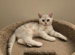 Danny - Scottish Straight Kitten For Sale - Philadelphia, PA, US