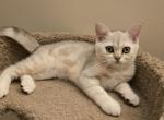 Danny - Scottish Straight Kitten For Sale - Philadelphia, PA, US