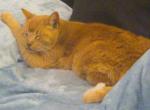 Ali - Domestic Cat For Sale - 