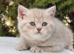 Lilac golden Scottish straight boy - Scottish Straight Kitten For Sale - Spokane, WA, US