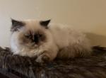Pennys pair want to home together - Himalayan Kitten For Sale - Johnston City, IL, US