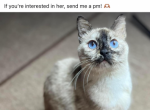 Saige - Siamese Cat For Sale - Wellsville, OH, US
