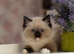 Daniel - Ragdoll Kitten For Sale - 