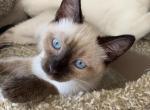 Misha - Siamese Kitten For Sale - Sequim, WA, US