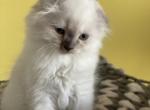 Crocus - Scottish Fold Kitten For Sale - Sequim, WA, US