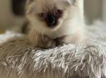 Daisy - Scottish Fold Kitten For Sale - Sequim, WA, US