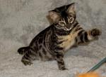 Bengal Charcoal Female - Bengal Kitten For Sale - Lockport, NY, US