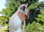 Zellaya - Munchkin Kitten For Sale - Abington, PA, US