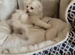 Adar - Scottish Fold Kitten For Sale - Cleveland, OH, US