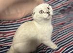 Stormy - Scottish Fold Kitten For Sale - Brooklyn, NY, US