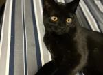 Chester - Scottish Straight Kitten For Sale - Brooklyn, NY, US