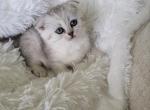 Scottish girl - Scottish Fold Kitten For Sale - Minneapolis, MN, US