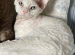 Olaf - Devon Rex Cat For Sale - Portsmouth, VA, US