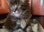 Fiona - Maine Coon Kitten For Sale - Riegelsville, PA, US