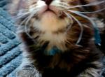 Blue - Maine Coon Kitten For Sale - Riegelsville, PA, US