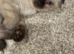 Lucy - Scottish Fold Kitten For Sale - Lionshead Lake, NJ, US