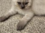 Chloe - Scottish Straight Kitten For Sale - 