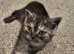 Mia - Scottish Straight Kitten For Sale - Lionshead Lake, NJ, US