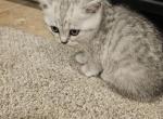 Luna - Scottish Straight Kitten For Sale - Lionshead Lake, NJ, US