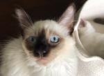 Botsik - Ragdoll Kitten For Adoption - 