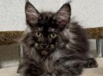 Winston - Maine Coon Kitten For Sale - Miami, FL, US