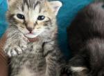 Abel Shem Eve and Keanu - Domestic Kitten For Sale - Miami, FL, US