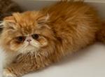Polo - Persian Kitten For Sale - Hollywood, FL, US