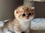Stella - Munchkin Kitten For Sale - Hollywood, FL, US