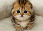 Axa_ - Munchkin Kitten For Sale - Hollywood, FL, US