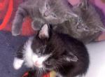 None - Domestic Kitten For Adoption - 