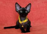 Garry - Devon Rex Kitten For Sale
