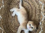 Oscar - Scottish Fold Kitten For Sale - Jacksonville, FL, US