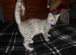 Amenadiel - Egyptian Mau Kitten For Sale - Hamilton, KS, US