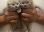 Fawn Treasures - British Shorthair Kitten For Sale - Fort Wayne, IN, US