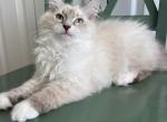 Siberian Female - Siberian Kitten For Sale - Charlottesville, VA, US