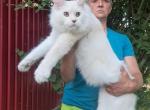 Che Guevara - Maine Coon Cat For Sale - Charlottesville, VA, US