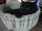 Lily - Domestic Cat For Adoption - North Richland Hills, TX, US