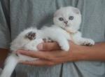 Blue Eyes Scottish Fold Daisy_ - Scottish Fold Kitten For Sale - Jersey City, NJ, US