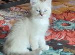 Marshmallow - Ragdoll Kitten For Sale - Branson, MO, US