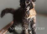 Sugar Last Poly - Maine Coon Kitten For Sale - Guilderland, NY, US